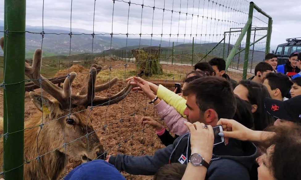 Şamaxı Safari Parkına ekskursiya